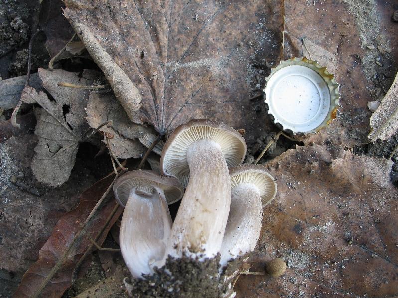 lyophyllum decastes o loricatum